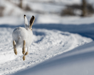 Jack Rabbit playing in Snow